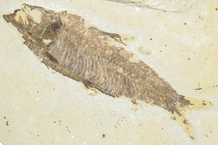 Bargain, Fossil Fish (Knightia) - Wyoming #318370